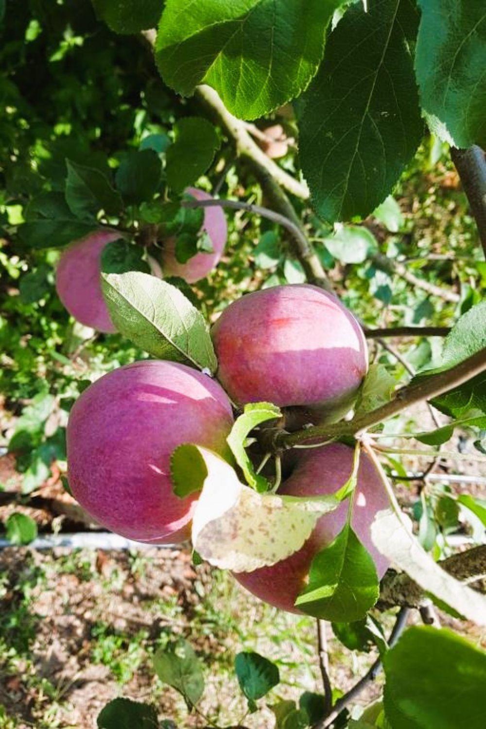 Olszyna Pod Brzoza Villa Kültér fotó