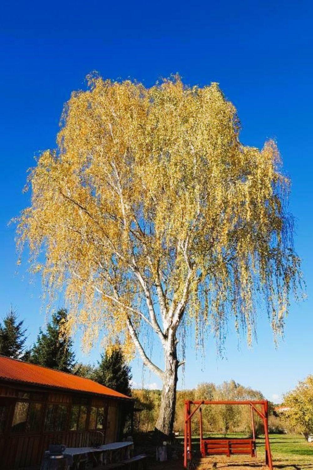 Olszyna Pod Brzoza Villa Kültér fotó